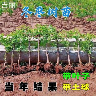 枣树苗带土球带叶子发货特大沾化冬枣树苗南北方种植当年结果树苗