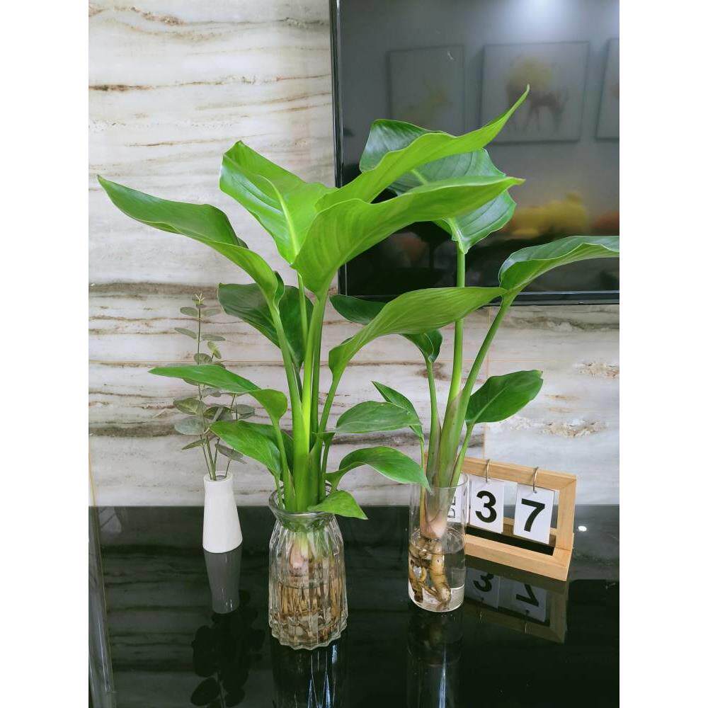天堂鸟绿植盆栽家用好养大型水培大叶植物四季花卉办公室内吸甲醛