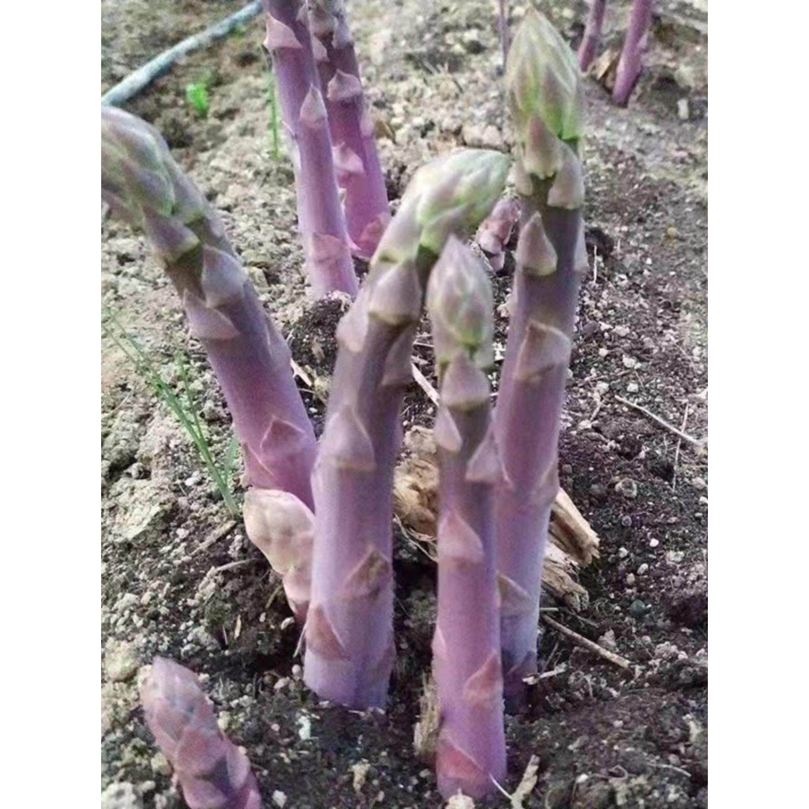 芦笋根苗芦笋种籽芦笋根新鲜种植蔬菜四季现挖盆栽大田