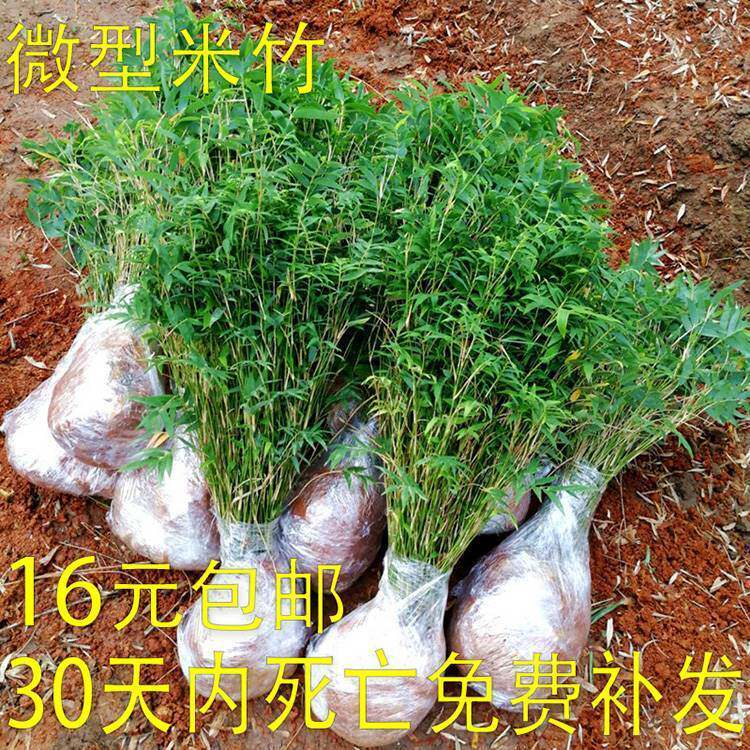 盆栽米竹观赏凤尾竹小型盆景竹子凤尾竹绿植花卉盆琴丝竹绿植