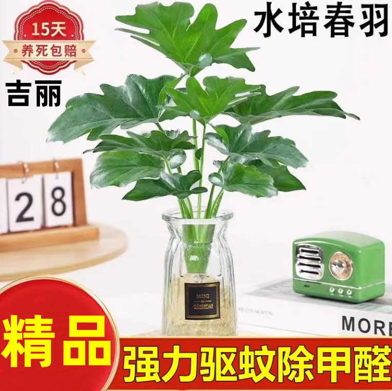 春羽水培植物水养土培花卉盆栽