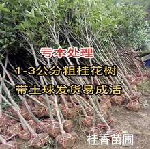 低价处理1-4cm桂花树苗大树8八月金桂丹桂四季桂当年开花盆栽地栽