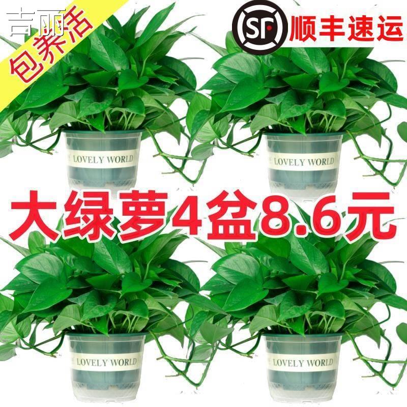 绿萝盆栽室内植物新房家用吸除甲醛净化空气水培绿植花卉长藤绿萝 家庭/个人清洁工具 DIY面膜工具 原图主图