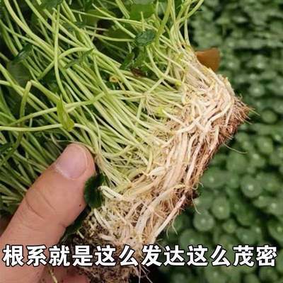 铜钱新款杀菌两盆草水培盆栽植物客厅招财桌面绿植花卉转运草趣味