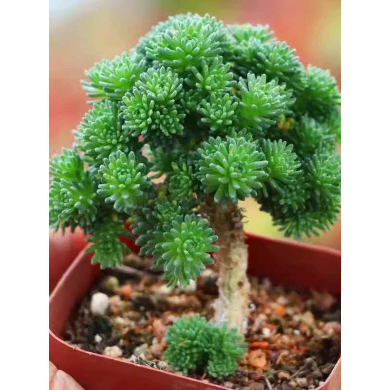 小球松老桩多肉植物造型桩微景观盆栽趣味个性萌花卉绿植组合盆栽