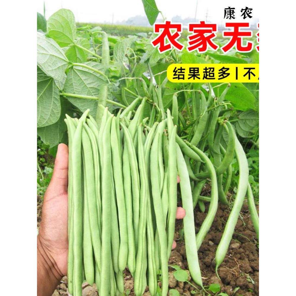 无架豆豇豆种子籽无需搭架阳台盆栽春季四季播种豆角蔬菜苗种苗孑