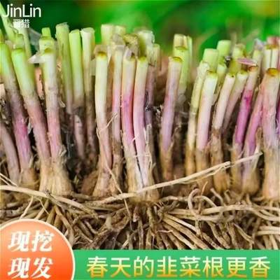 新韭菜根苗现挖紫红宽叶阳台盆栽四季斤种菜韭菜籽苗韭菜根种根