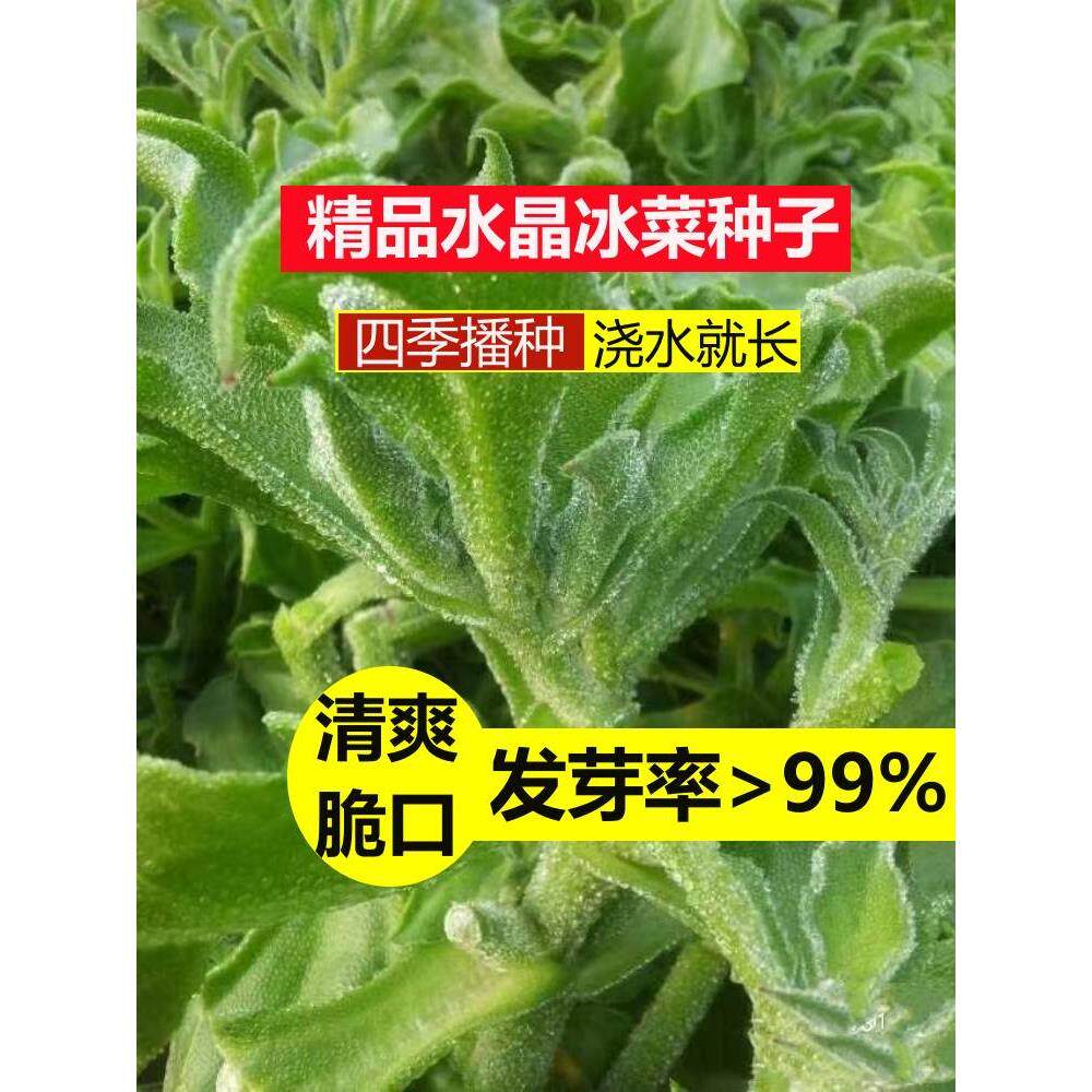 水晶冰菜种子苗四季冰草种籽春秋季阳台盆栽耐寒抗热青菜籽蔬菜种