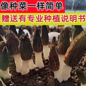 野生羊肚菌菌种室内阳台庭院户外四季可种羊肚菇羊蘑菌菇包食用菌