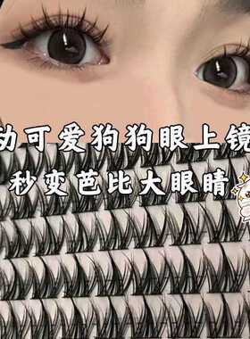 100簇大容量免胶小奶犬系假睫毛眼睫毛懒人浓密自然新手漫画睫
