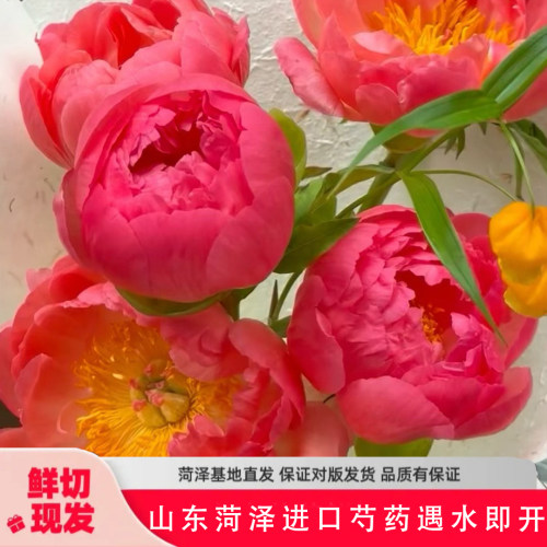 落日珊瑚山东芍药鲜花京东物流