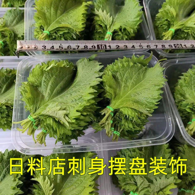 新鲜大叶约100片绿紫苏叶苏子叶日料生鱼片刺身摆盘装饰使用 香料
