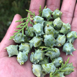 【5斤包邮】侧柏籽新鲜现摘侧柏果松壳子侧柏叶熏香柏子制香洗发