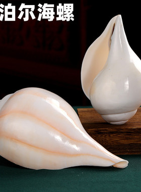 西藏尼泊尔海螺家居饰品用品手工白海螺居家客厅响螺号角摆件供螺