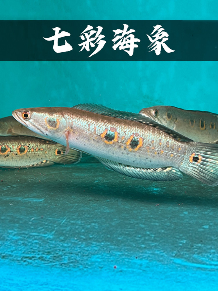 铅笔鱼七彩海象小盾鳢鱼多曼大型凶猛肉食鱼进口竞品观赏鱼雷龙鱼