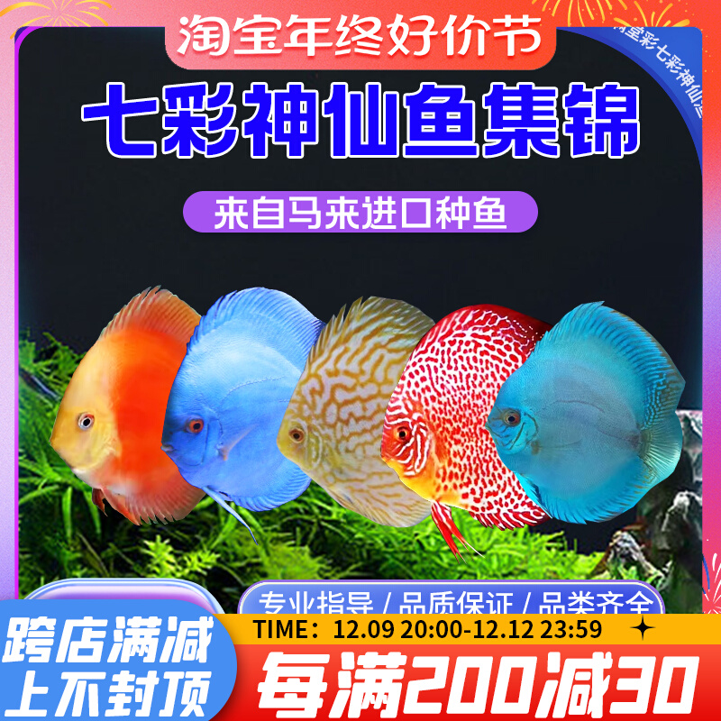 七彩神仙观赏鱼精品热带小型鱼活体鱼苗老虎狗财神天子蓝包损包邮