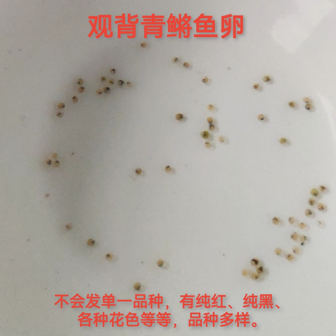 观背青鳉鱼卵可孵化冷水观赏鱼小锦鲤金鱼淡水鱼水族活体宠物包邮