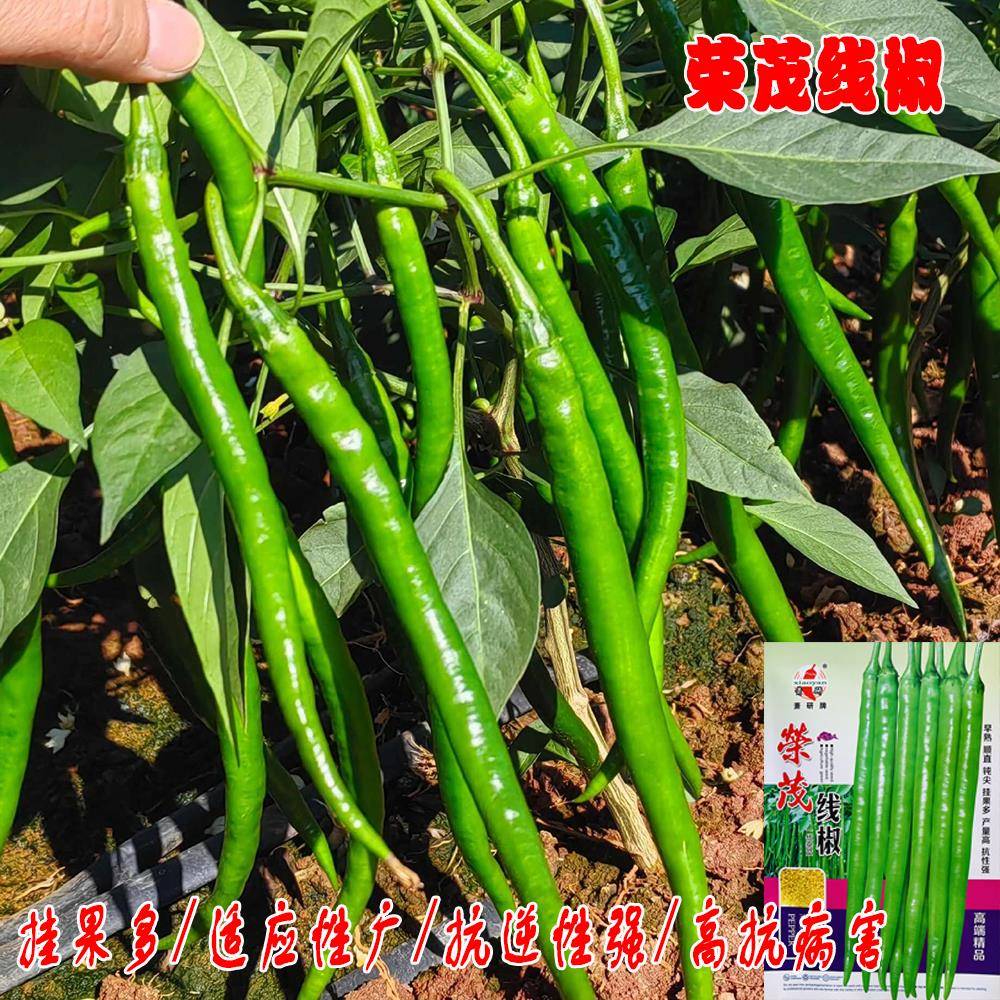 早熟荣茂辣椒种子长线萧研线椒种采收期长顺直钝尖特长线辣椒种籽