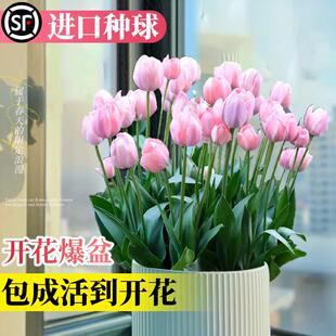 郁金香种球种子盆栽土培水培带花苞原生五度球花卉好养活百合水仙