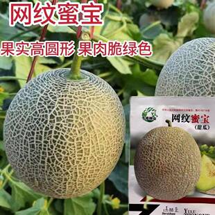 原装网纹甜瓜种子冰淇淋哈密瓜种子当季蜜瓜籽家庭盆栽水果种子