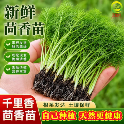 新鲜茴香苗带根耐寒小茴香茴香苗带土茴香苗种阳台盆栽本地老品种