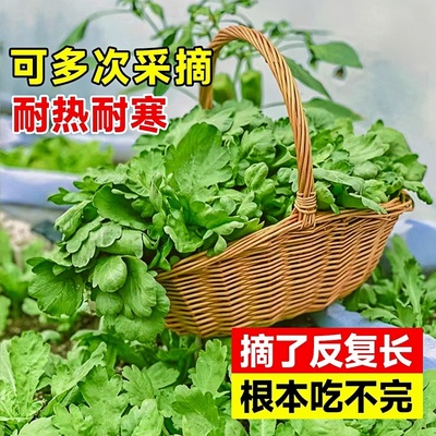 茼蒿苗秧苗耐寒蔬菜苗大叶茼蒿苗穴盘苗带土四季菜苗生菜阳台种植