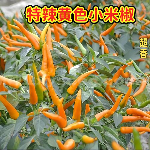 香辣黄色小米椒苗四季高产特辣朝天椒野山椒秧苗泡椒黄色辣椒秧苗