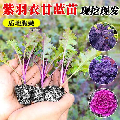 紫羽衣甘蓝苗大苗带土蔬菜苗盆栽苗子老桩进口观赏可食用雨衣种子