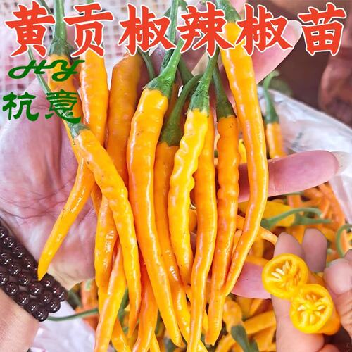 黄贡椒苗种子黄皮线椒种籽香辣高产黄色条椒黄甜椒辣椒蔬菜苗