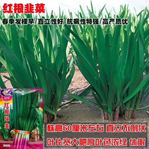 河南红根韭菜种子宽叶韭菜高产耐寒大棚露地基地韭菜籽蔬菜种子