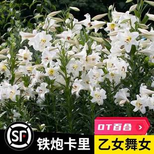 24年现货 3个进口LO铁炮百合种球斯斐丽 白特里昂舞女卡里乙女