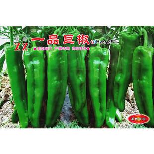秋冬大棚牛角椒种子早熟新品种辣椒萧新一品巨椒杂交牛角椒辣椒籽
