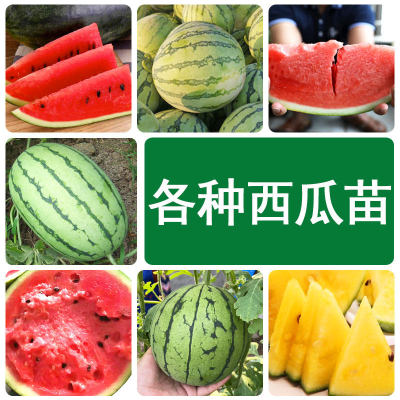 无籽西瓜苗麒麟8424阳台盆栽特大号广东美都嫁接西瓜秧苗懒汉种子