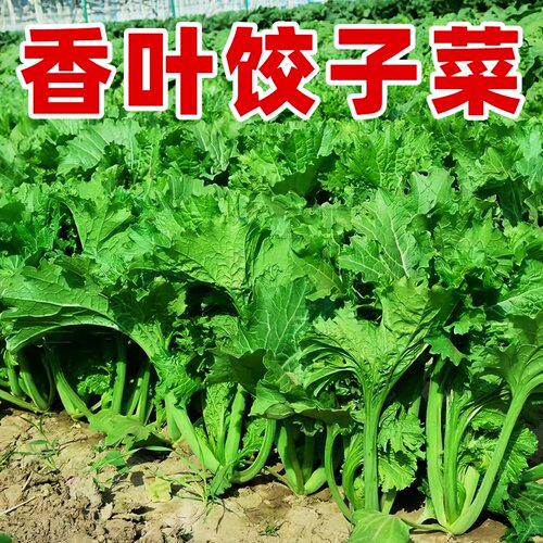 香叶芥菜苗带土四季阳台菜园