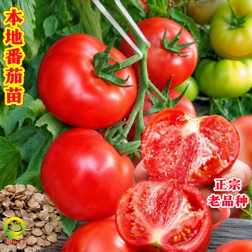 本地老品种带土番茄苗阳台盆栽