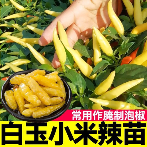 白小米辣椒苗盆栽朝天椒种籽子泡椒苗小米辣种孑高产辣椒秧苗