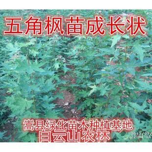 五角枫苗五角枫树苗枫树元宝枫枫树苗绿化树色木槭彩叶树