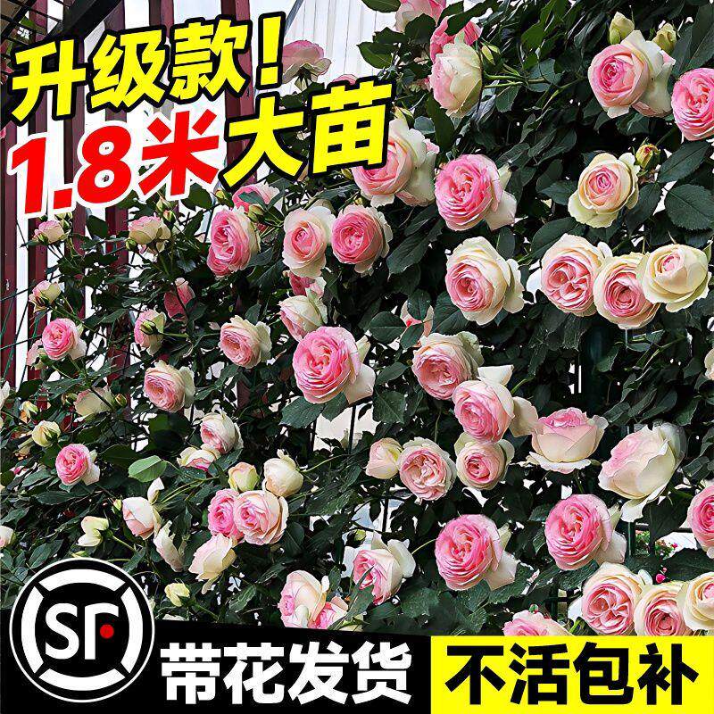 米母系大苗蔷薇花苗藤本月季爬藤植物特大花四季开花卉盆栽玫瑰