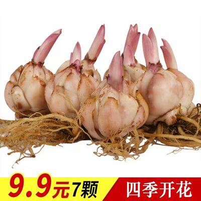 花卉百合种子价格 花卉百合种子图片 星期三