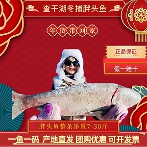 查干湖冬捕胖头鱼有机花鲢鱼年货礼盒渔场直发7-30斤整条一鱼一码