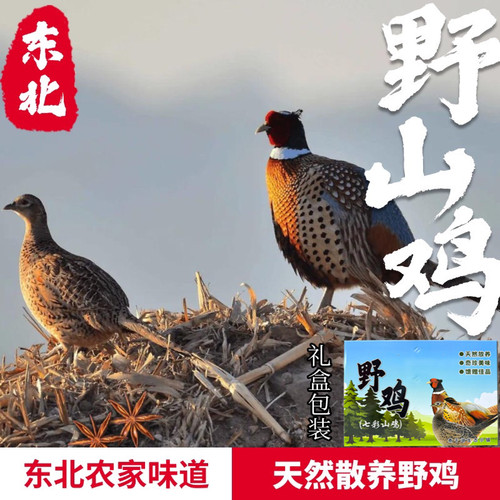 东北野鸡养殖现杀速冻发货正宗七彩山鸡一对散养成年山鸡送礼佳品