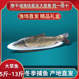 松原冬捕有机大草鱼查干湖水域直采活鱼速冻年货礼盒假一赔十