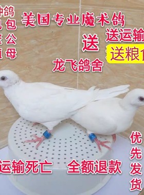 纯白魔术鸽魔术师鸽子活物幼崽观赏鸽表演鸽宠物青年种鸽公母包活