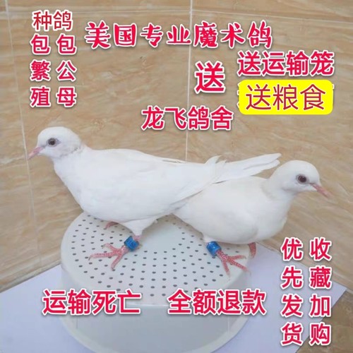 纯白魔术鸽魔术师鸽子活物幼崽观赏鸽表演鸽宠物青年种鸽公母包活