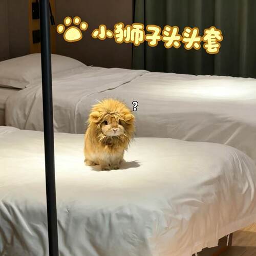 谁懂！超级呆萌的宠物狮子头头套