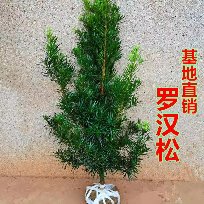 罗汉松树苗大树大小叶雀舌别墅庭院地栽盆栽耐寒绿植物大型造型树 鲜花速递/花卉仿真/绿植园艺 绿植 原图主图