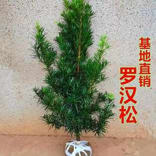 罗汉松树苗大树户外别墅庭院地栽盆栽耐寒绿植物大型造型原坯树
