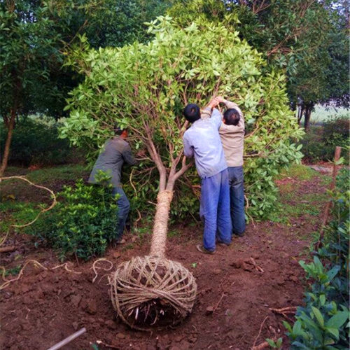 桂花树苗耐寒浓香型花卉
