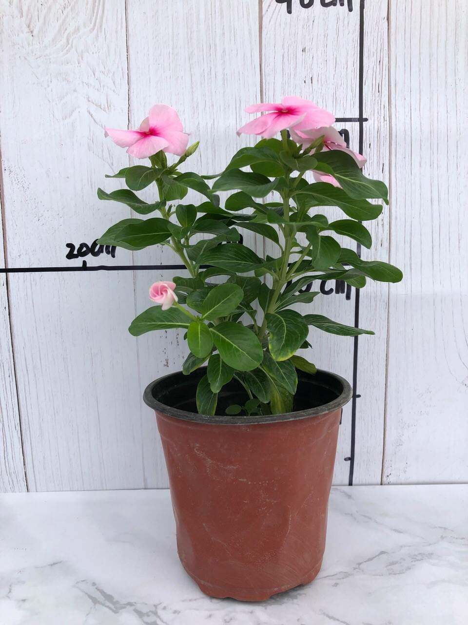 夏日长春花盆栽带花观花植物五叶梅庭院客厅盆栽花卉四季开花