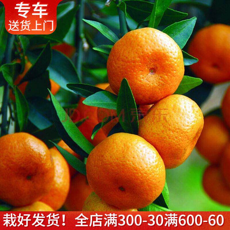 黄岩蜜桔南丰蜜桔砂糖橘盆栽大型阳台户外植物果树